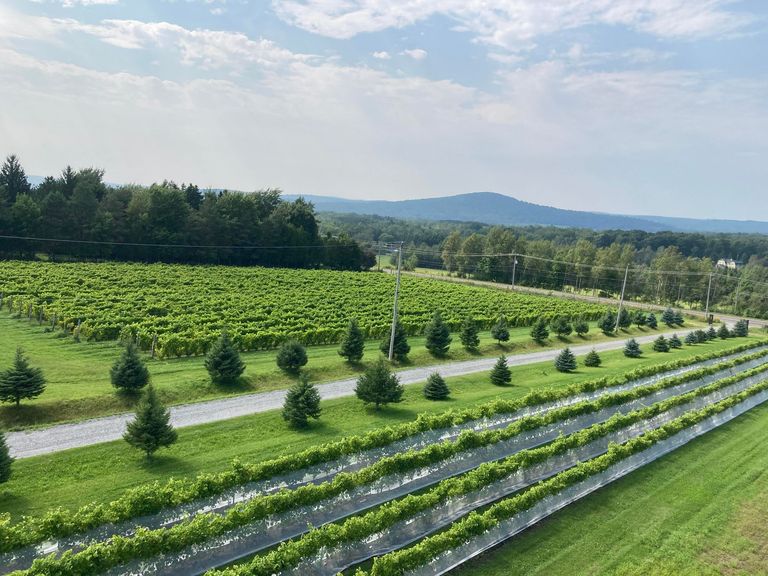 Vignoble à Valcourt