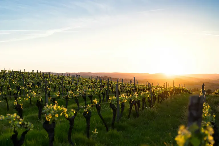 Superbe Vignoble à vendre dans Cantons-de-l 'Est !