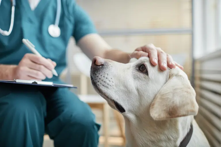 Clinique vétérinaire sur la Rive-Sud de Montréal