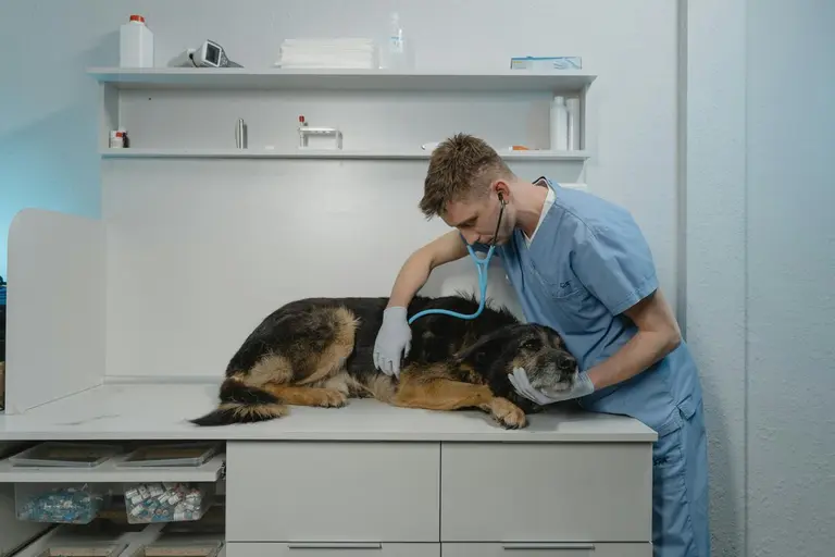 Clinique vétérinaire avec bâtisse en Estrie