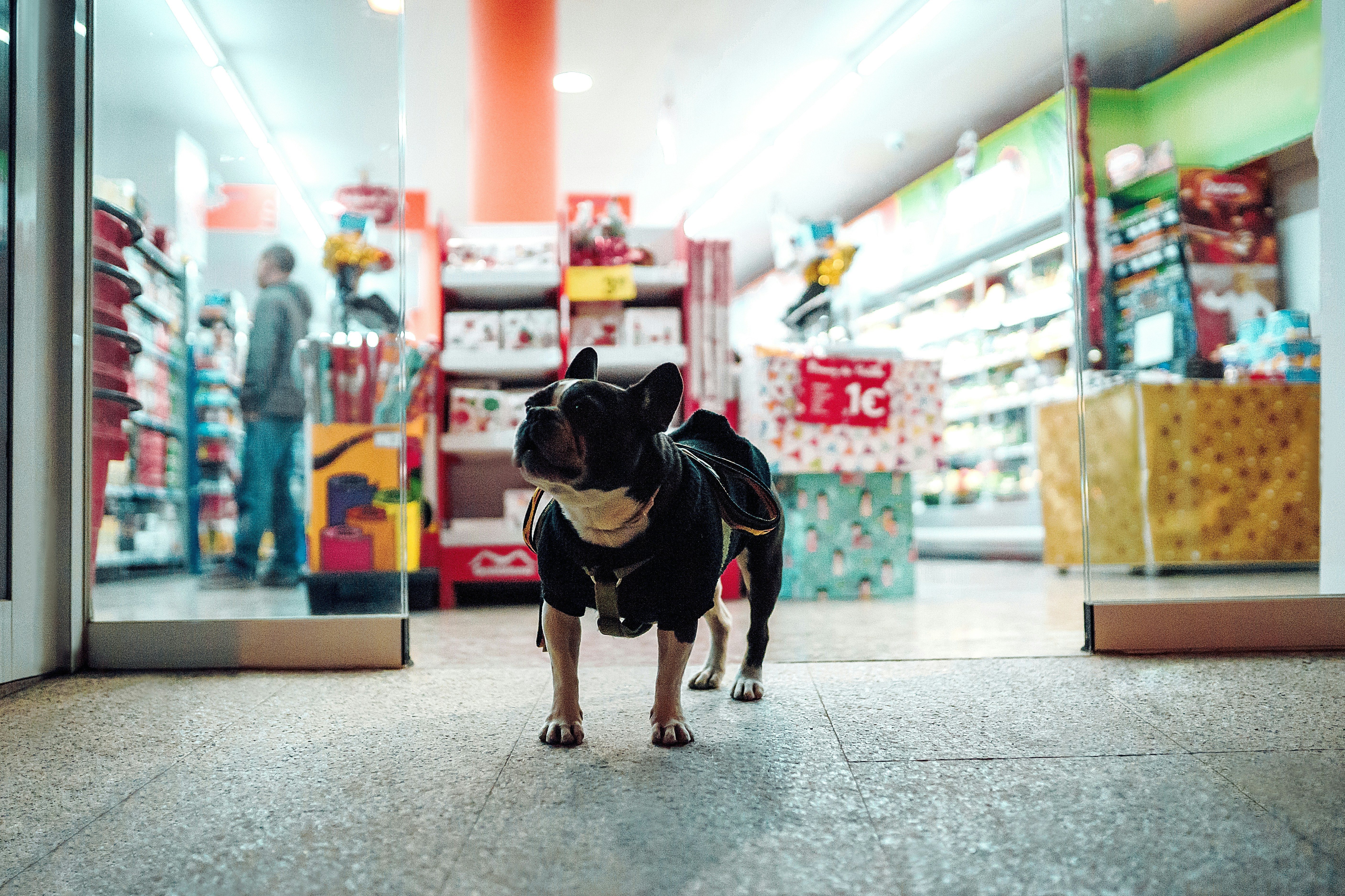 Réseau de 3 animaleries franchisées à vendre à Québec
