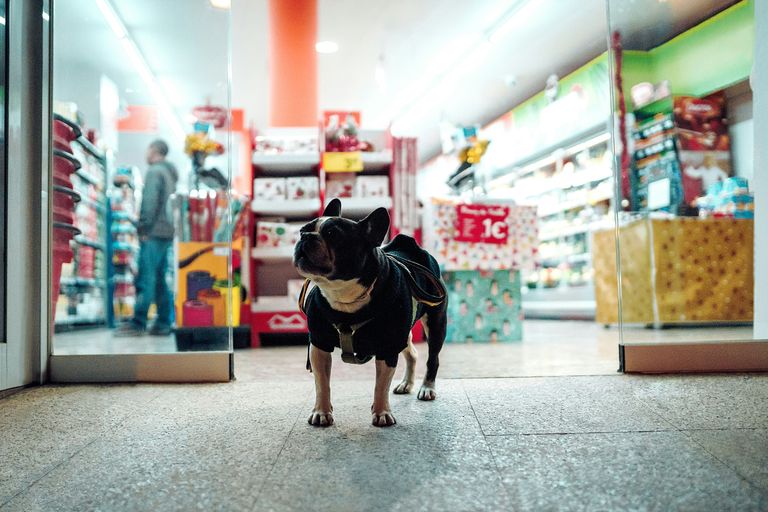 Réseau de 3 animaleries franchisées à vendre à Québec