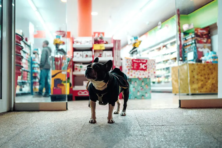 Réseau de 3 animaleries franchisées à vendre à Québec