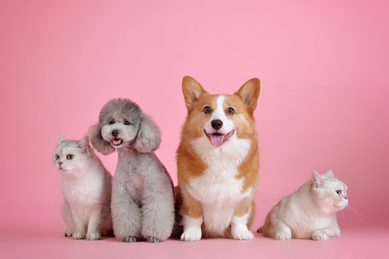 Animalerie