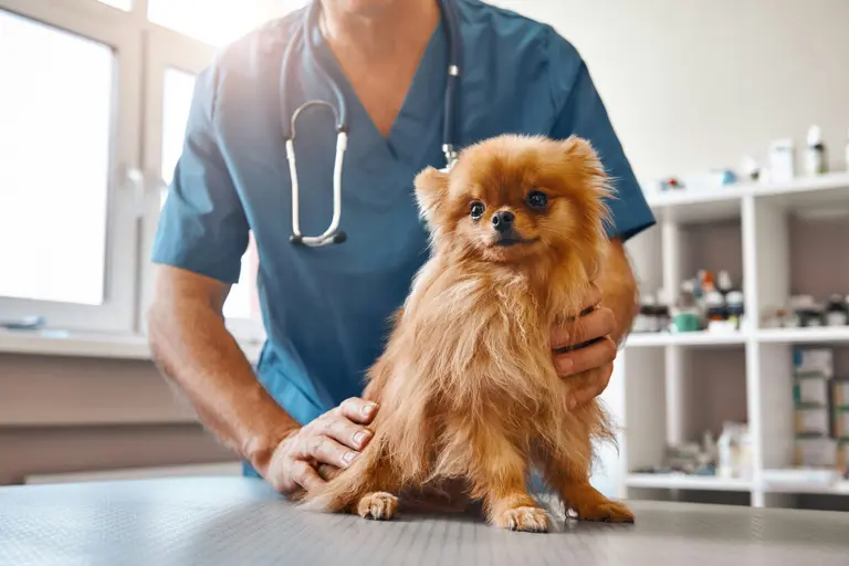 Clinique vétérinaire sur la Rive-Sud de Montréal à vendre !