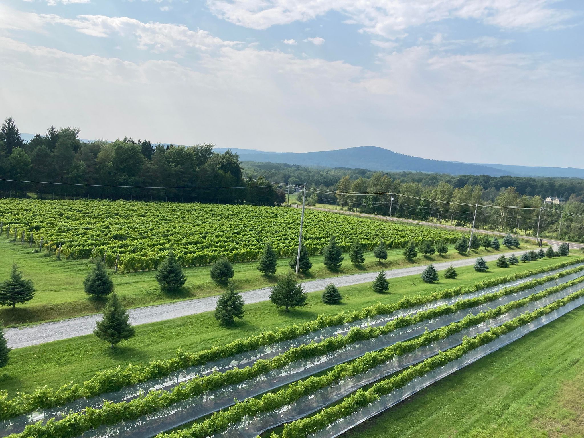 Vignoble à Valcourt